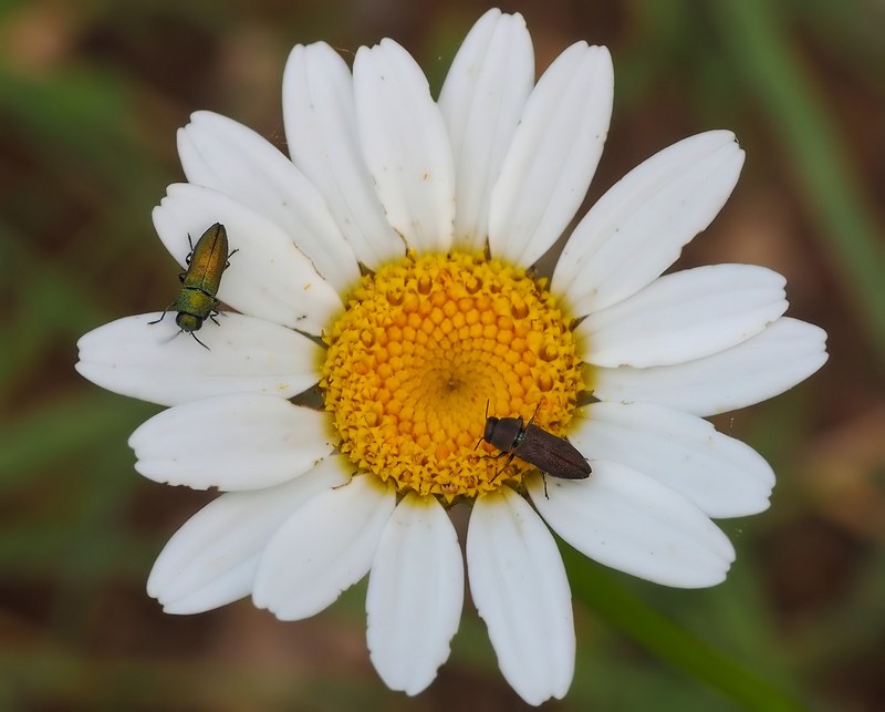 Buprestidae:  Anthaxia millefolii polychloros